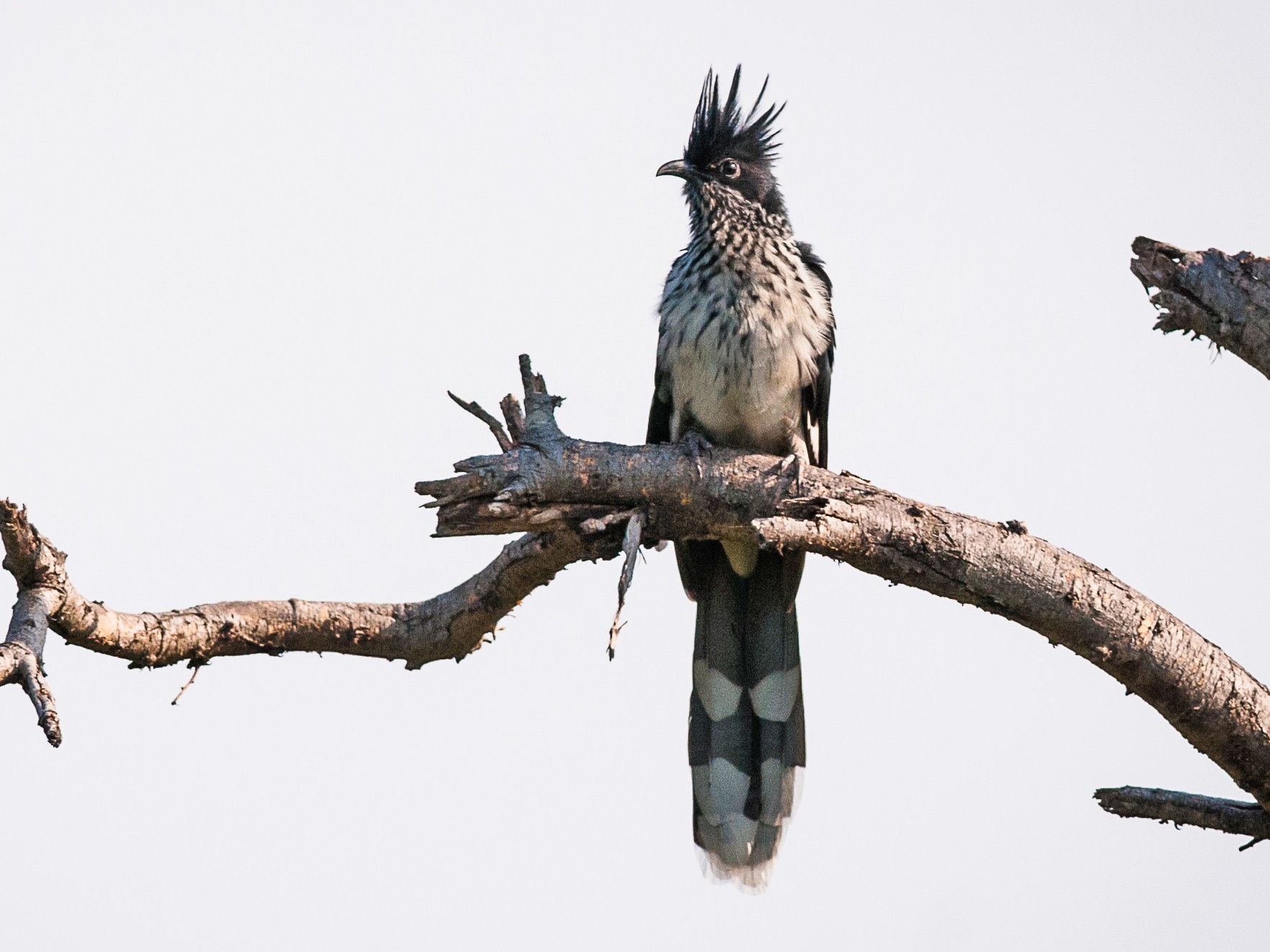 Levaillant's Cuckoo - Claudia Brasileiro