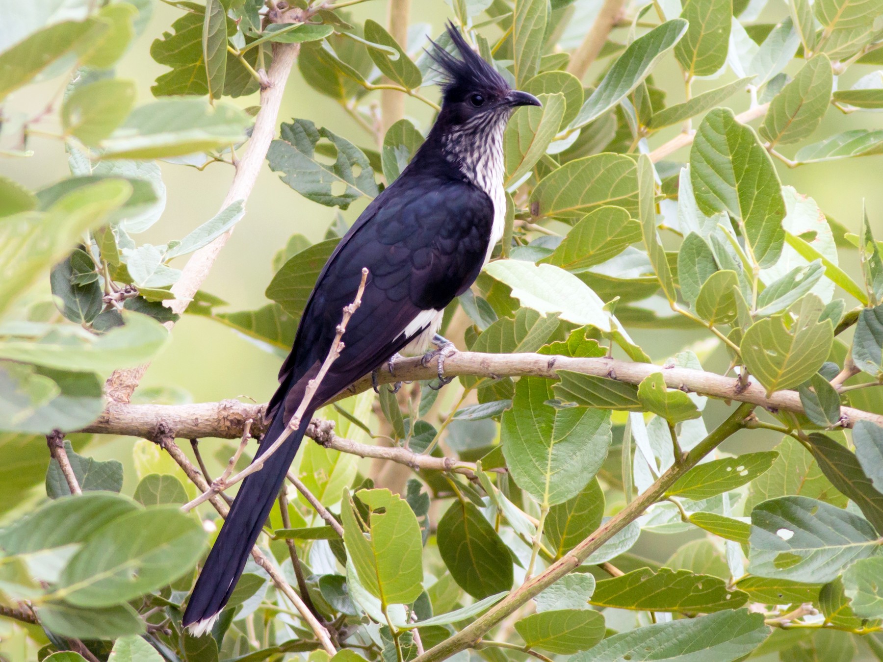 ムナフカンムリカッコウ Ebird