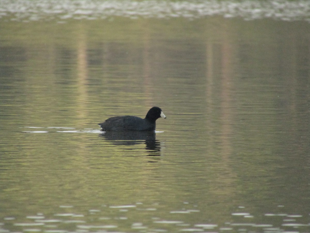 American Coot (Red-shielded) - Isaac Ennis