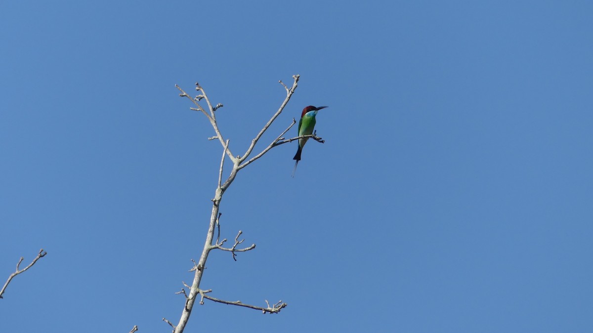 Blue-throated Bee-eater - Simon Janssens