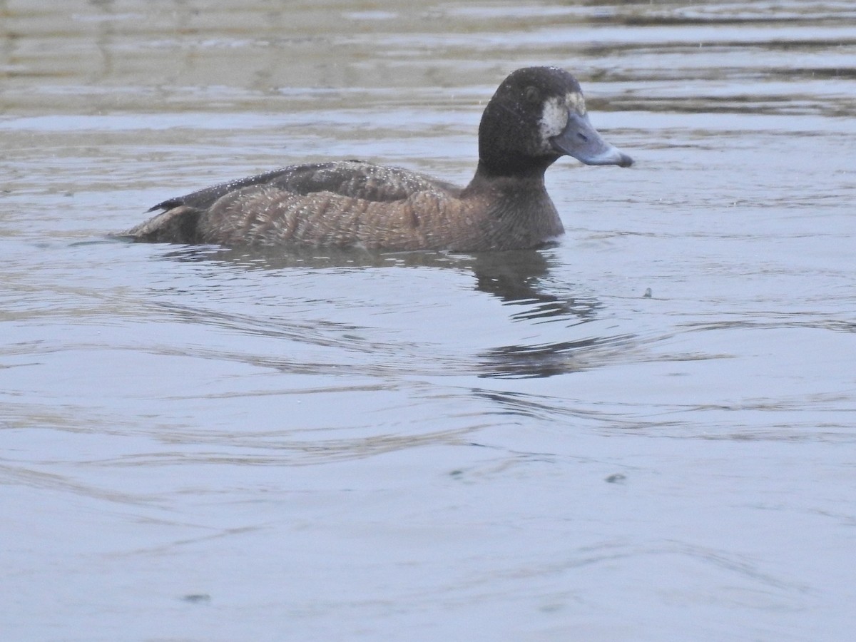 Greater Scaup - ML218731381