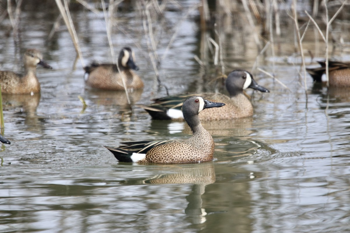 Blue-winged Teal - ML218732731