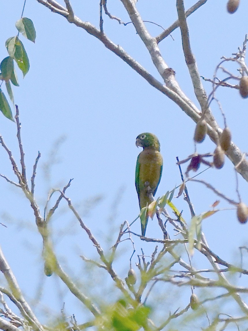 Olive-throated Parakeet - ML218734701
