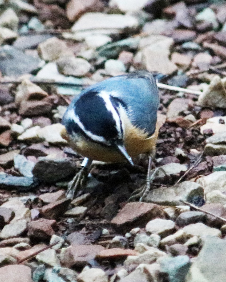 Red-breasted Nuthatch - ML218737141