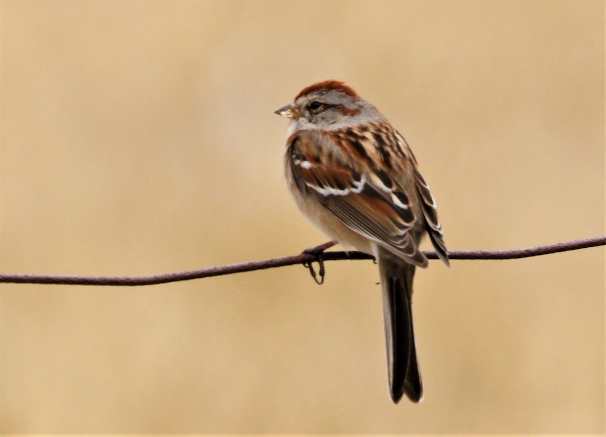 American Tree Sparrow - ML218738821