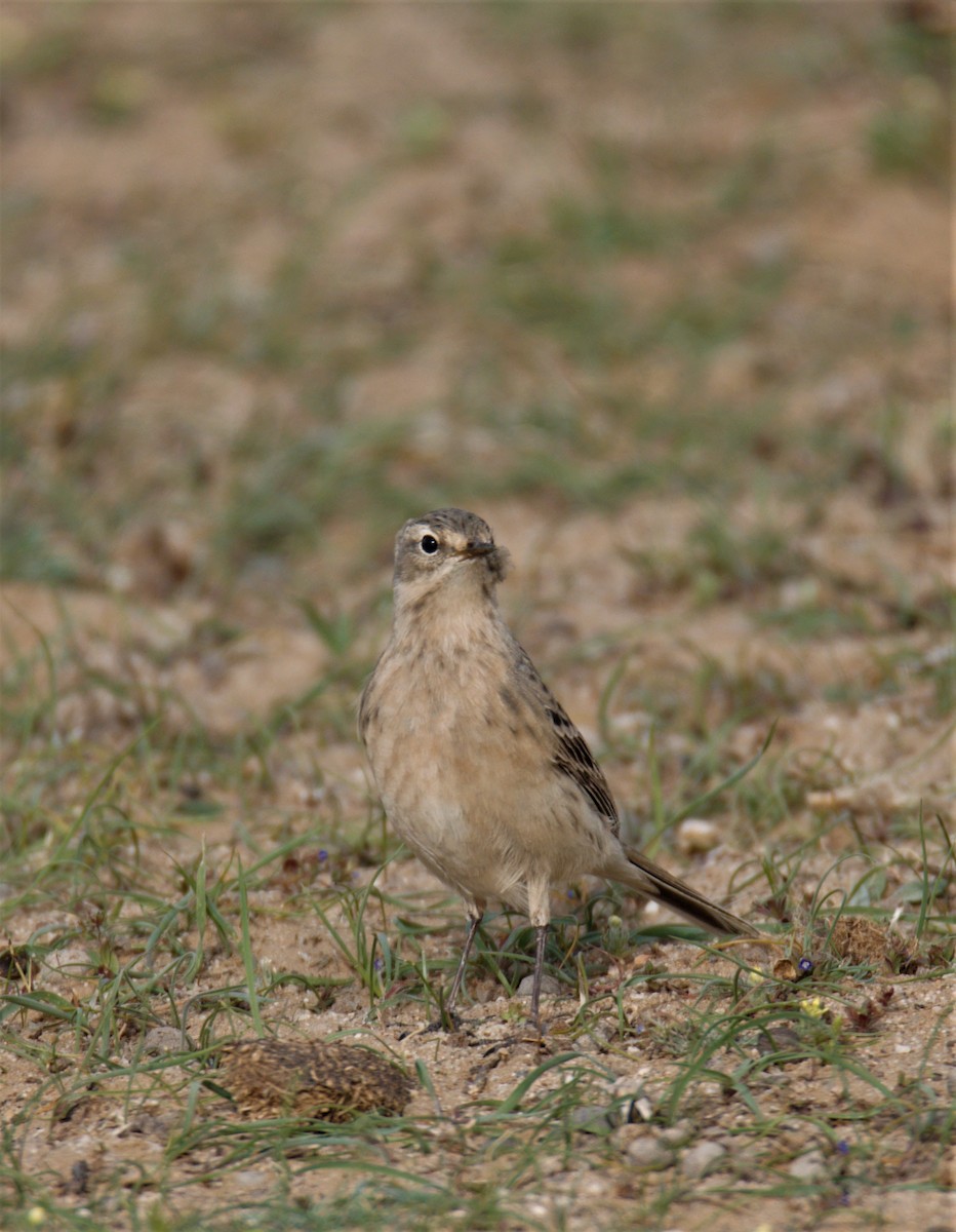 Water Pipit - ML218739951
