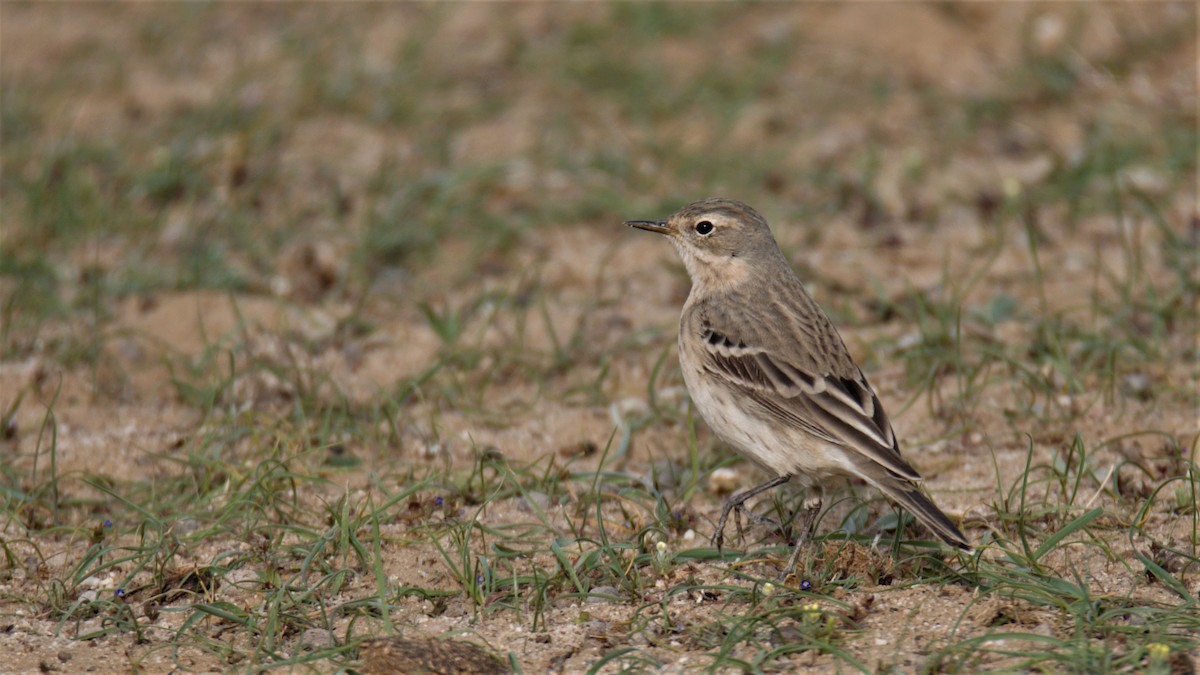 Water Pipit - ML218739961