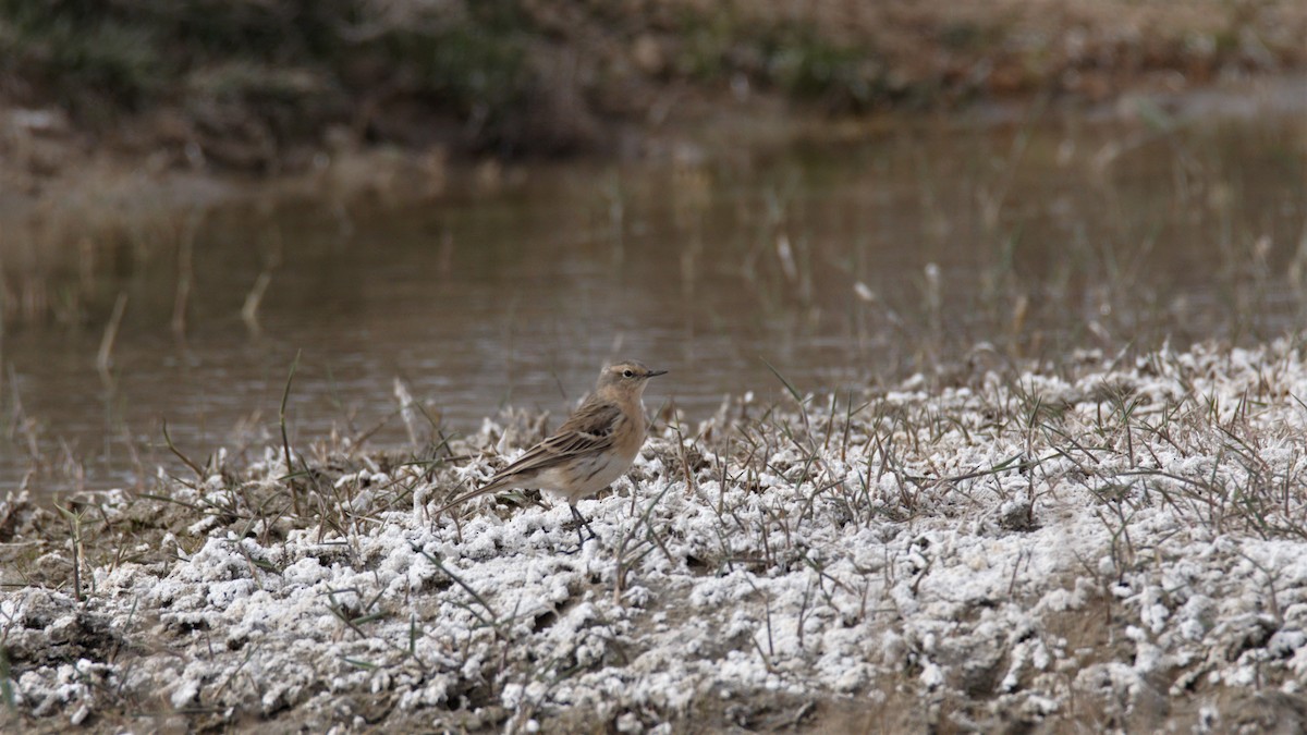 Water Pipit - ML218739971