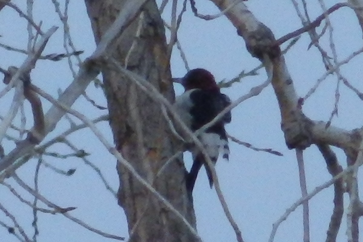 Red-headed Woodpecker - Dale Adams