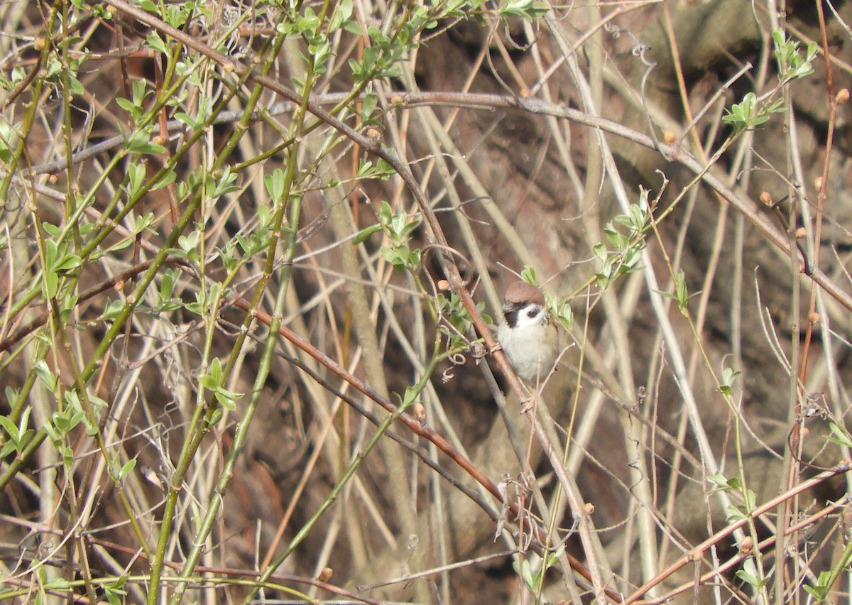 Eurasian Tree Sparrow - ML218742431