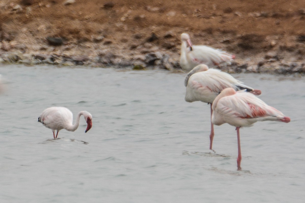 Lesser Flamingo - Itamar Donitza