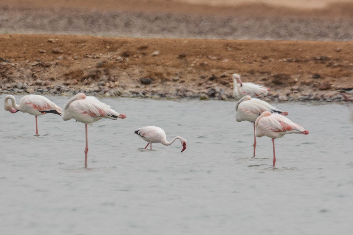 Lesser Flamingo - Itamar Donitza
