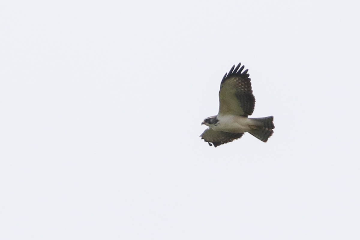 Short-tailed Hawk - Scott Olmstead