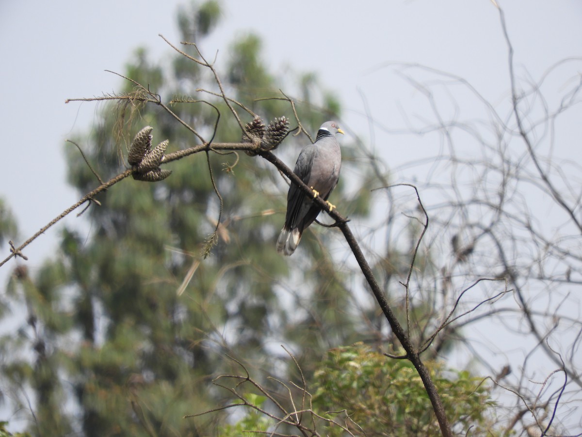 Band-tailed Pigeon - ML218748411
