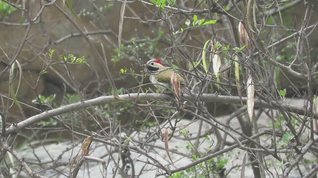 Black-necked Woodpecker - ML218748591
