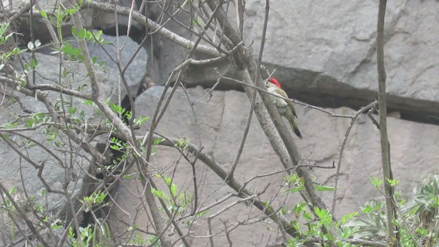 Black-necked Woodpecker - ML218748661