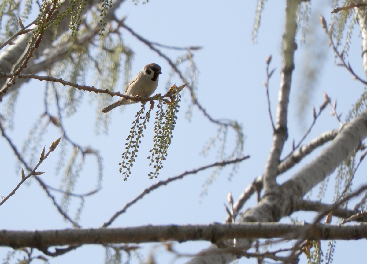Eurasian Tree Sparrow - ML218749191