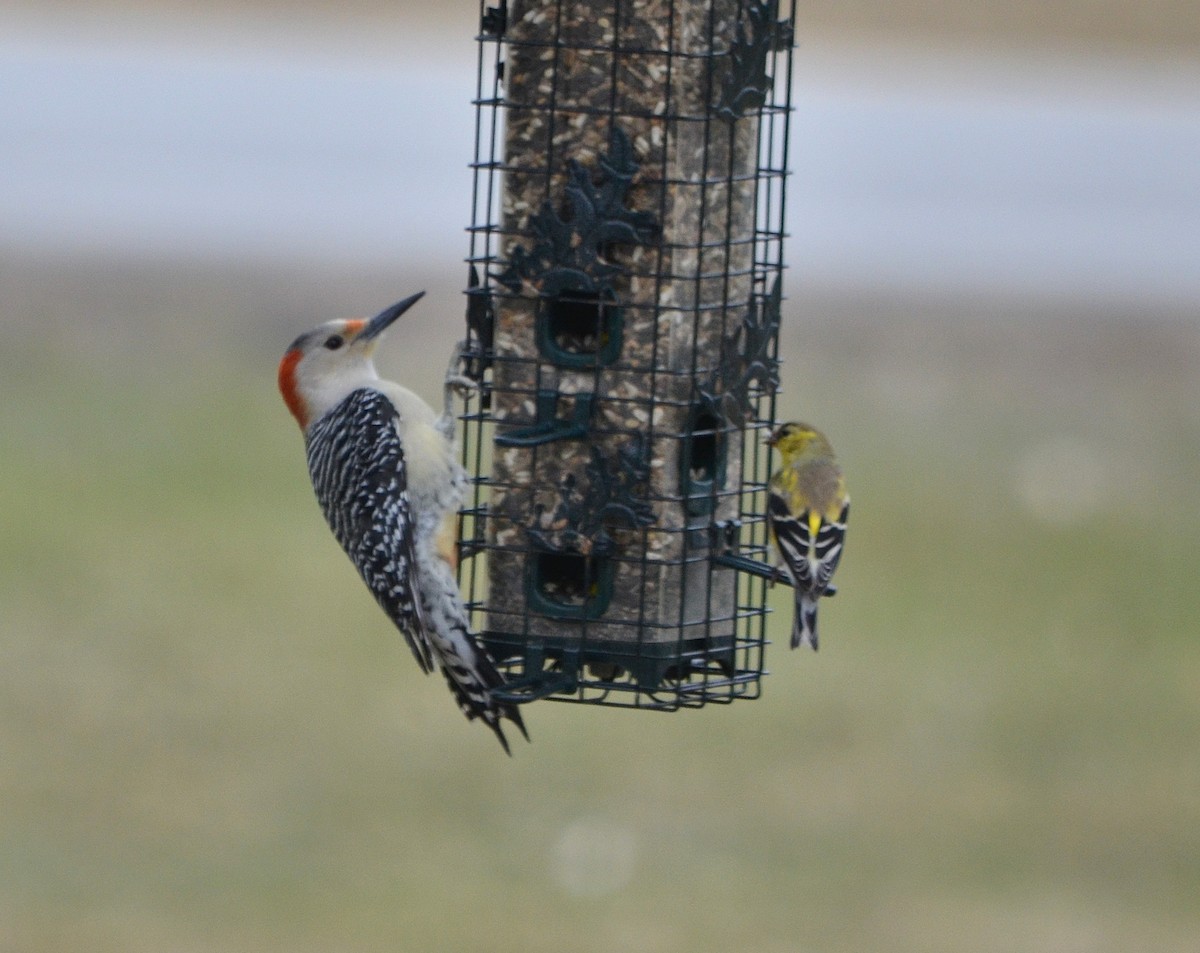 Red-bellied Woodpecker - ML218749311