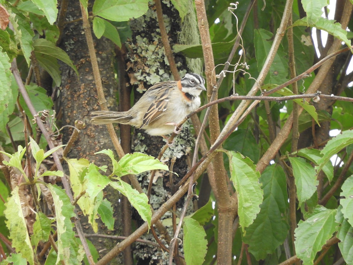 Rufous-collared Sparrow - ML218749911