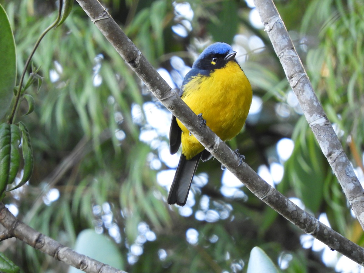 Black-cheeked Mountain Tanager - ML218750221
