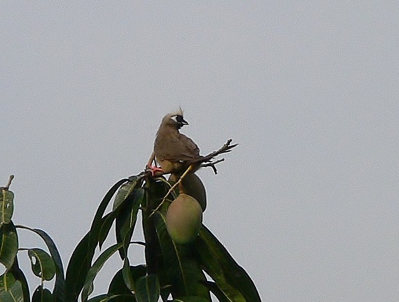 Speckled Mousebird - ML218750401