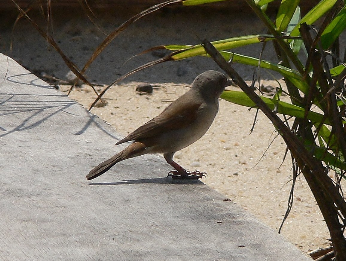 Northern Gray-headed Sparrow - ML218750681