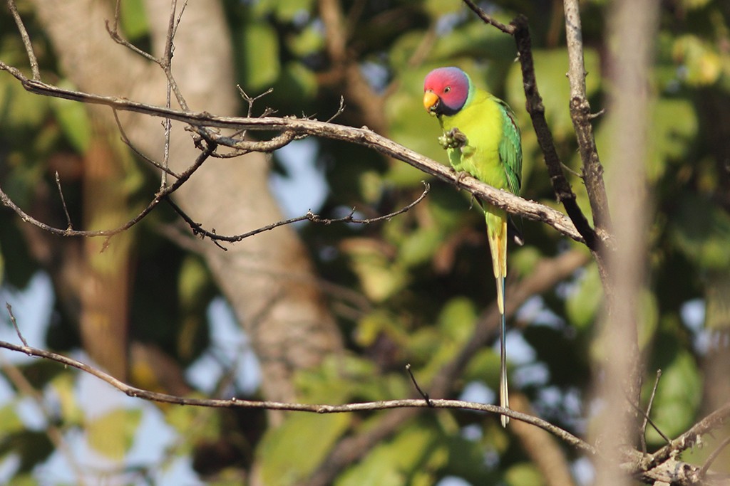 Plum-headed Parakeet - Dibyendu Ash