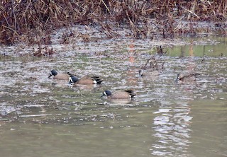 Blue-winged Teal, ML218752251