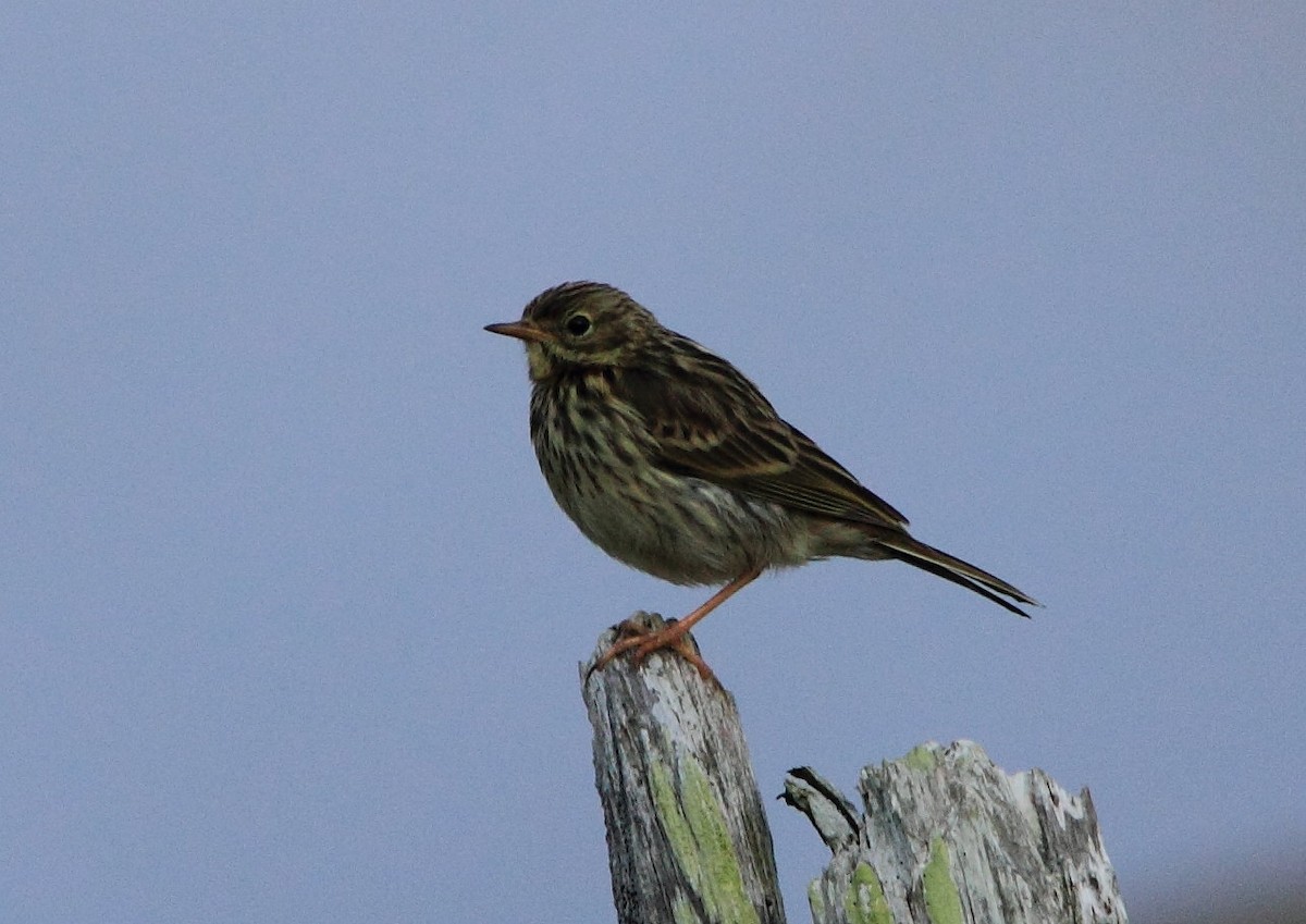 Meadow Pipit - ML218753081