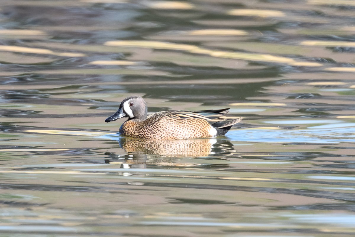 Blue-winged Teal - ML218753281