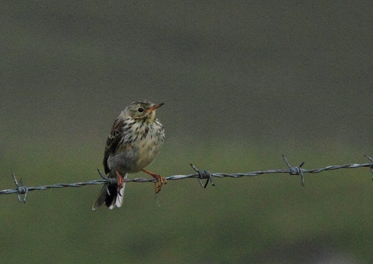 Meadow Pipit - Phil Stouffer