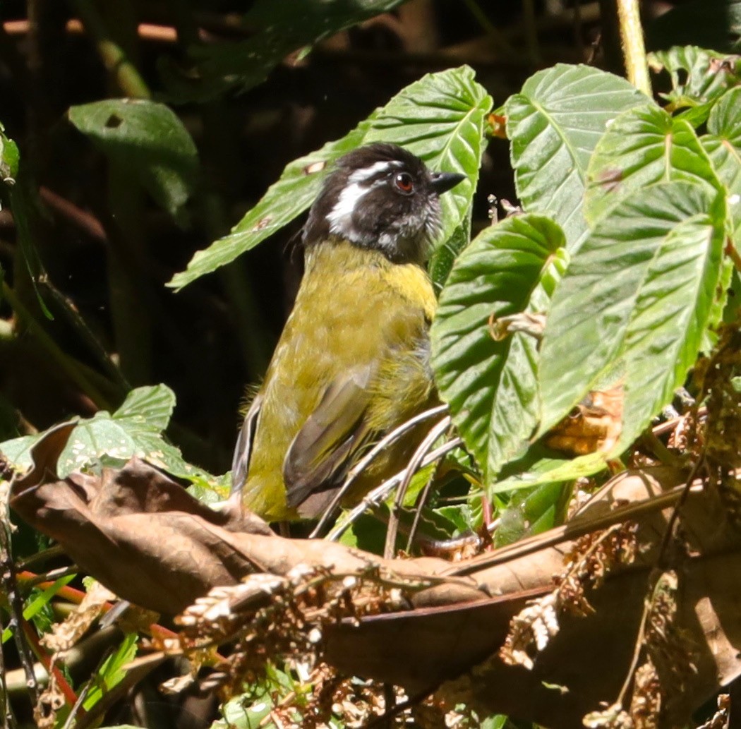 Sooty-capped Chlorospingus - ML218756471