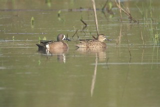 Blue-winged Teal, ML218761791