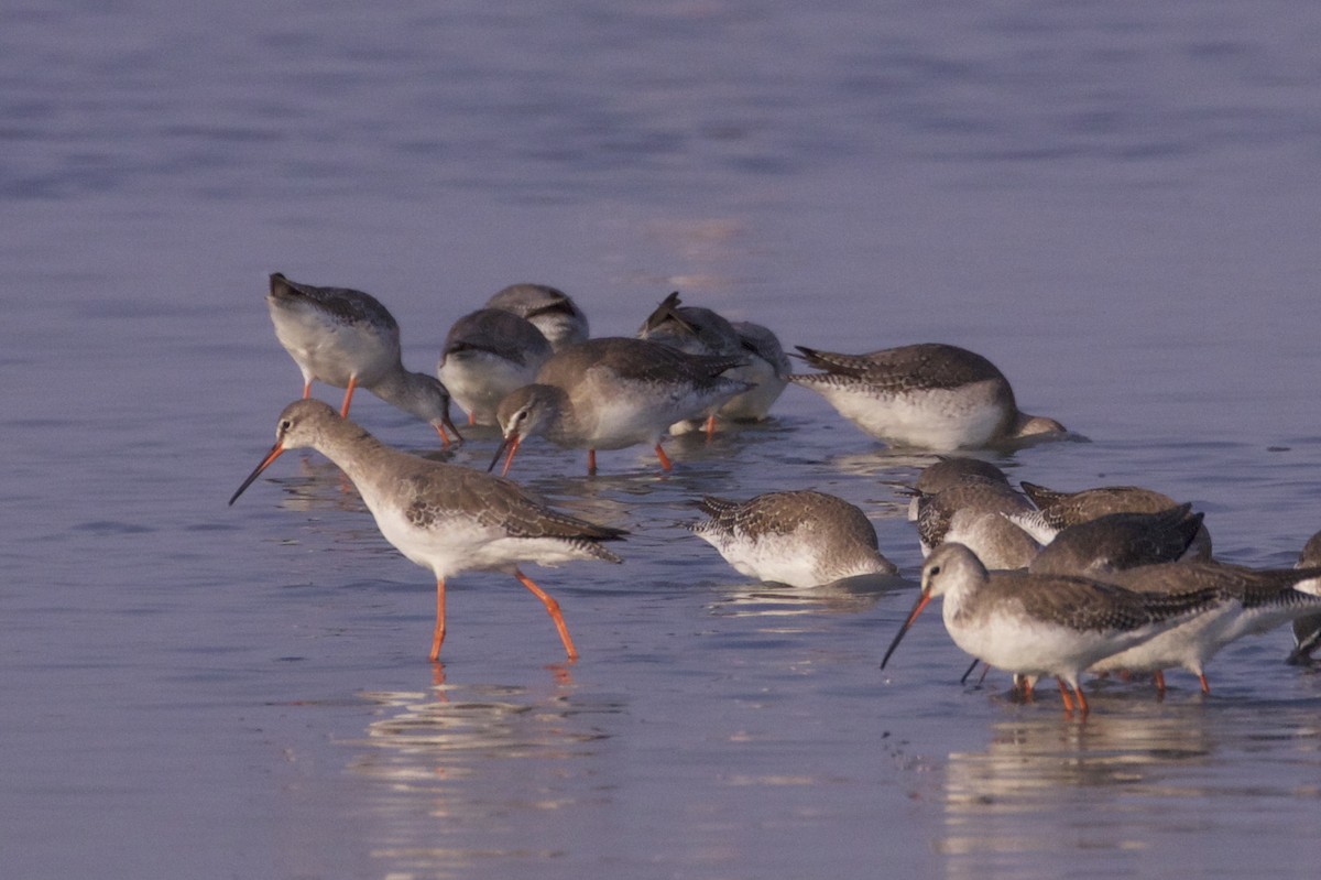 Spotted Redshank - ML218762541