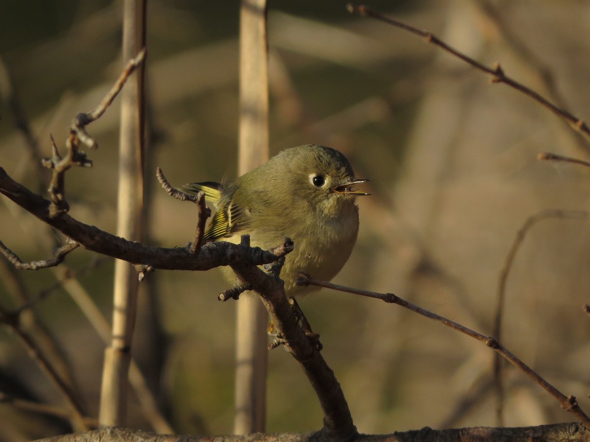 Ruby-crowned Kinglet - Nathan Dubrow