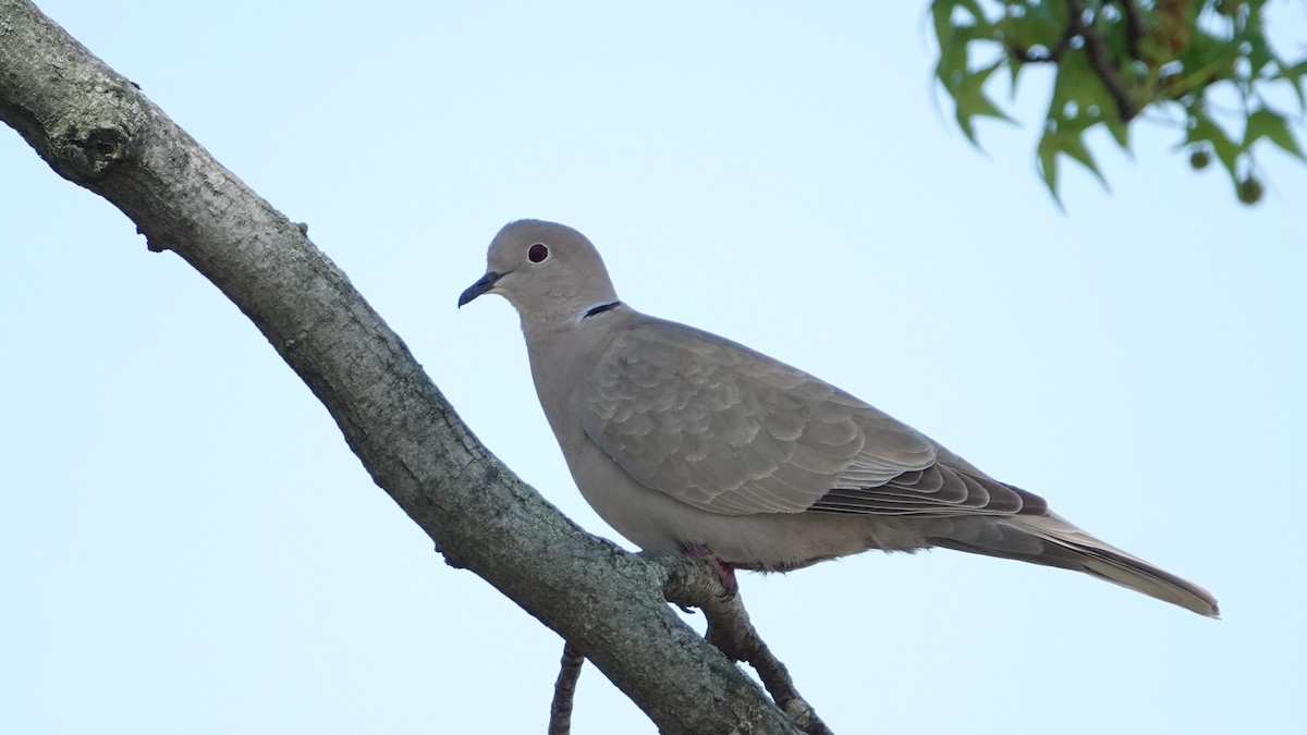 Eurasian Collared-Dove - David Schroder