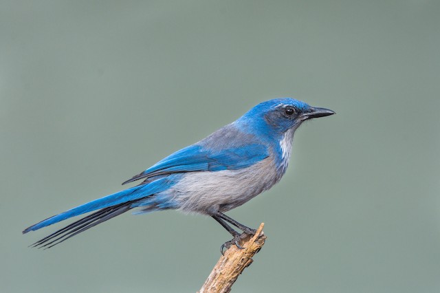 Mountain Bluebird - eBird