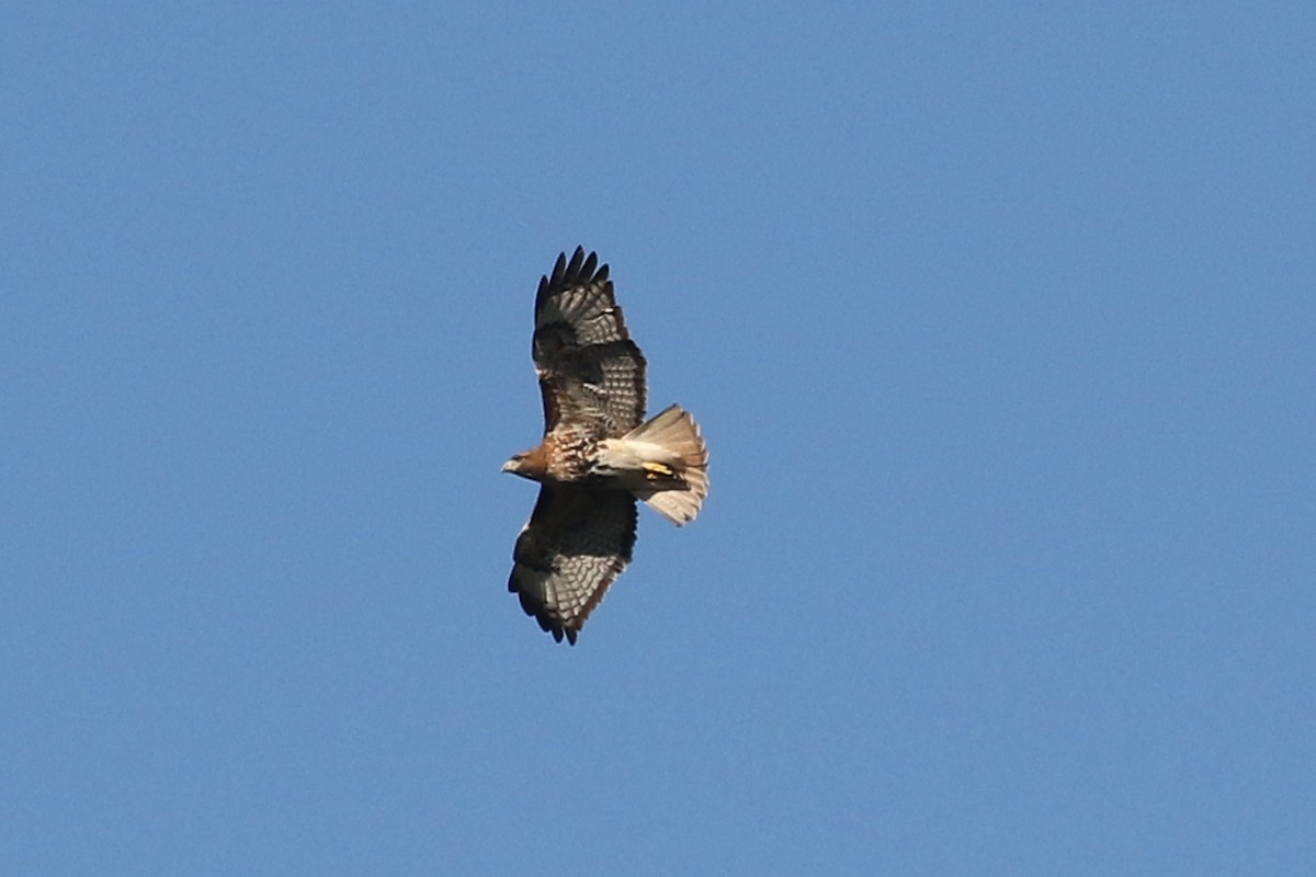 Red-tailed Hawk (solitudinis) - ML218780091