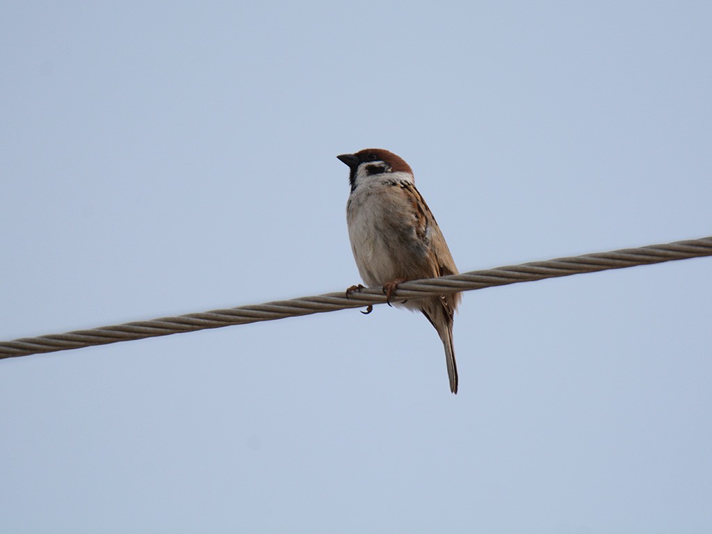 Eurasian Tree Sparrow - ML218780501