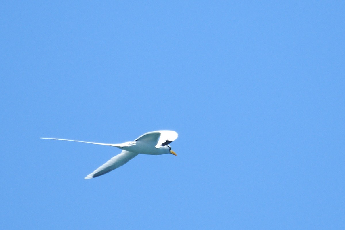 White-tailed Tropicbird - ML218781711