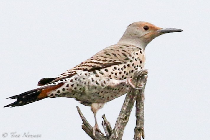Northern Flicker (Red-shafted) - ML218784751