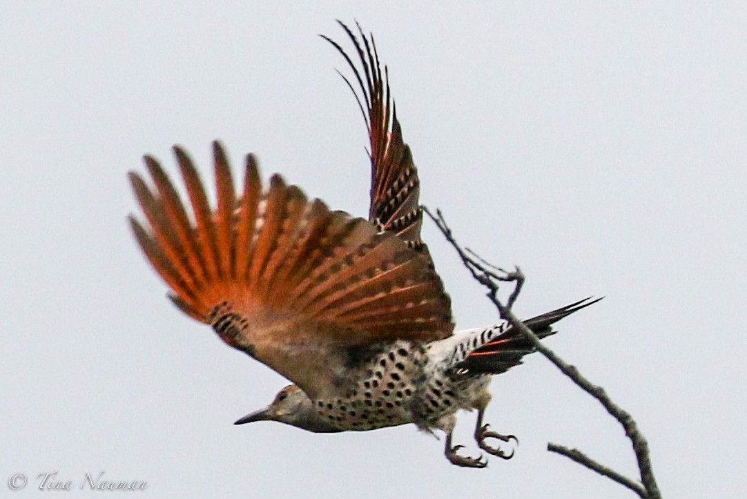 Northern Flicker (Red-shafted) - ML218784761