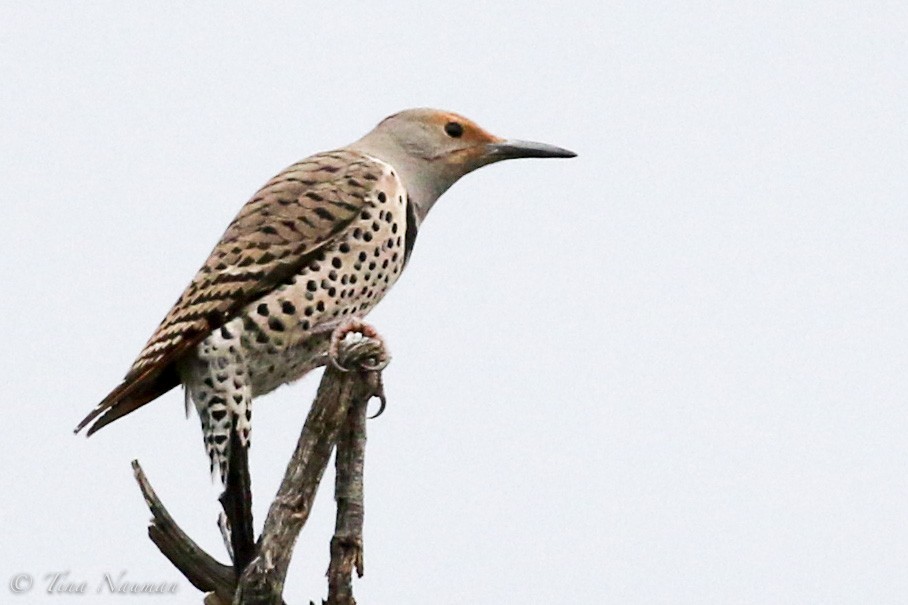 Northern Flicker (Red-shafted) - ML218784771