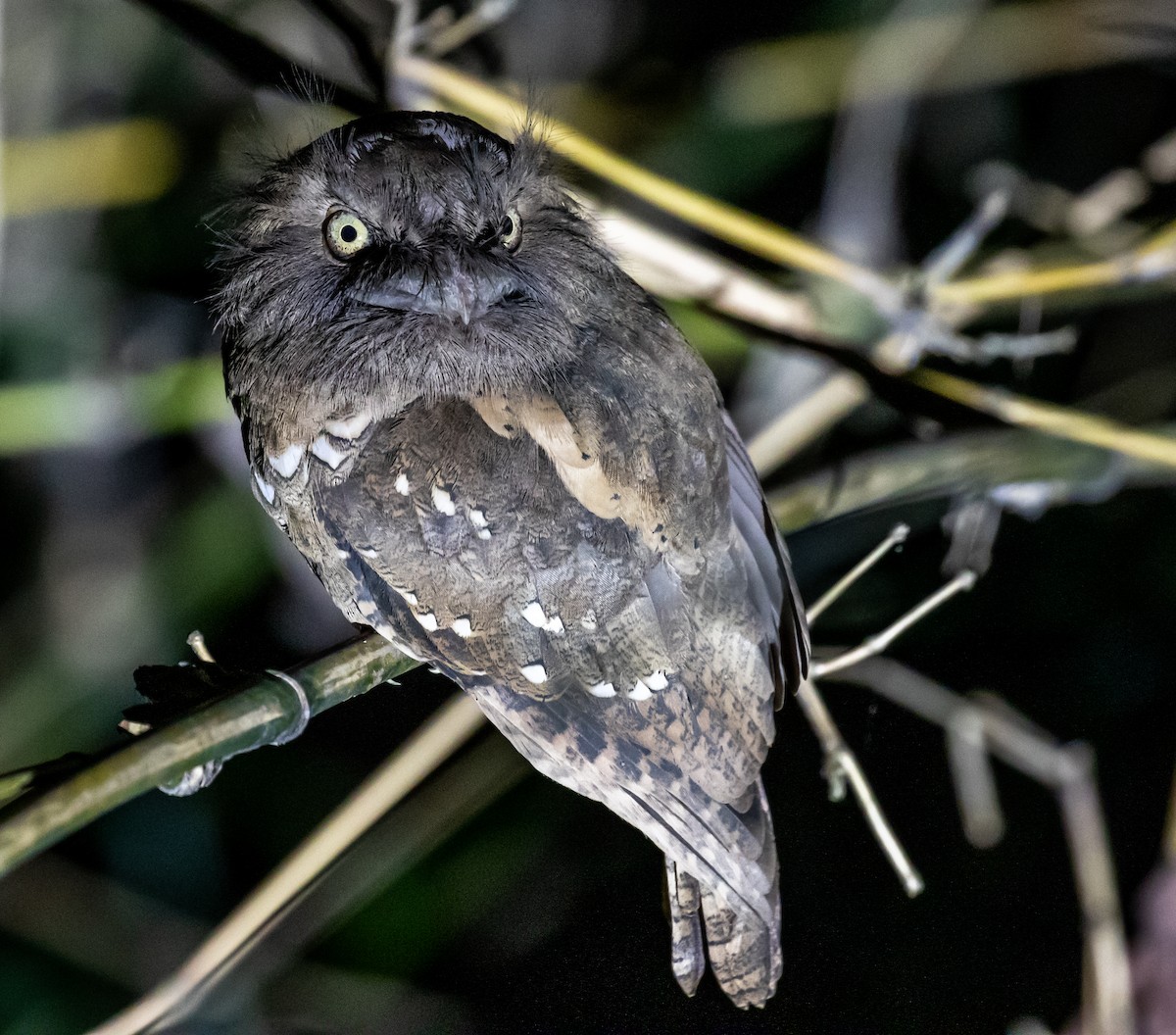 Philippine Frogmouth - ML218785491