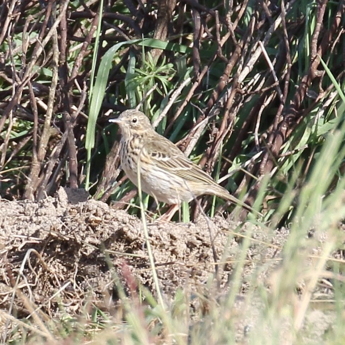 Meadow Pipit - ML218785511