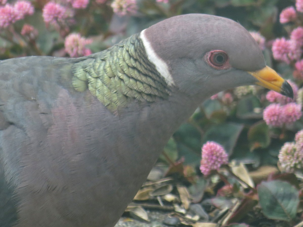 Band-tailed Pigeon - ML218787851