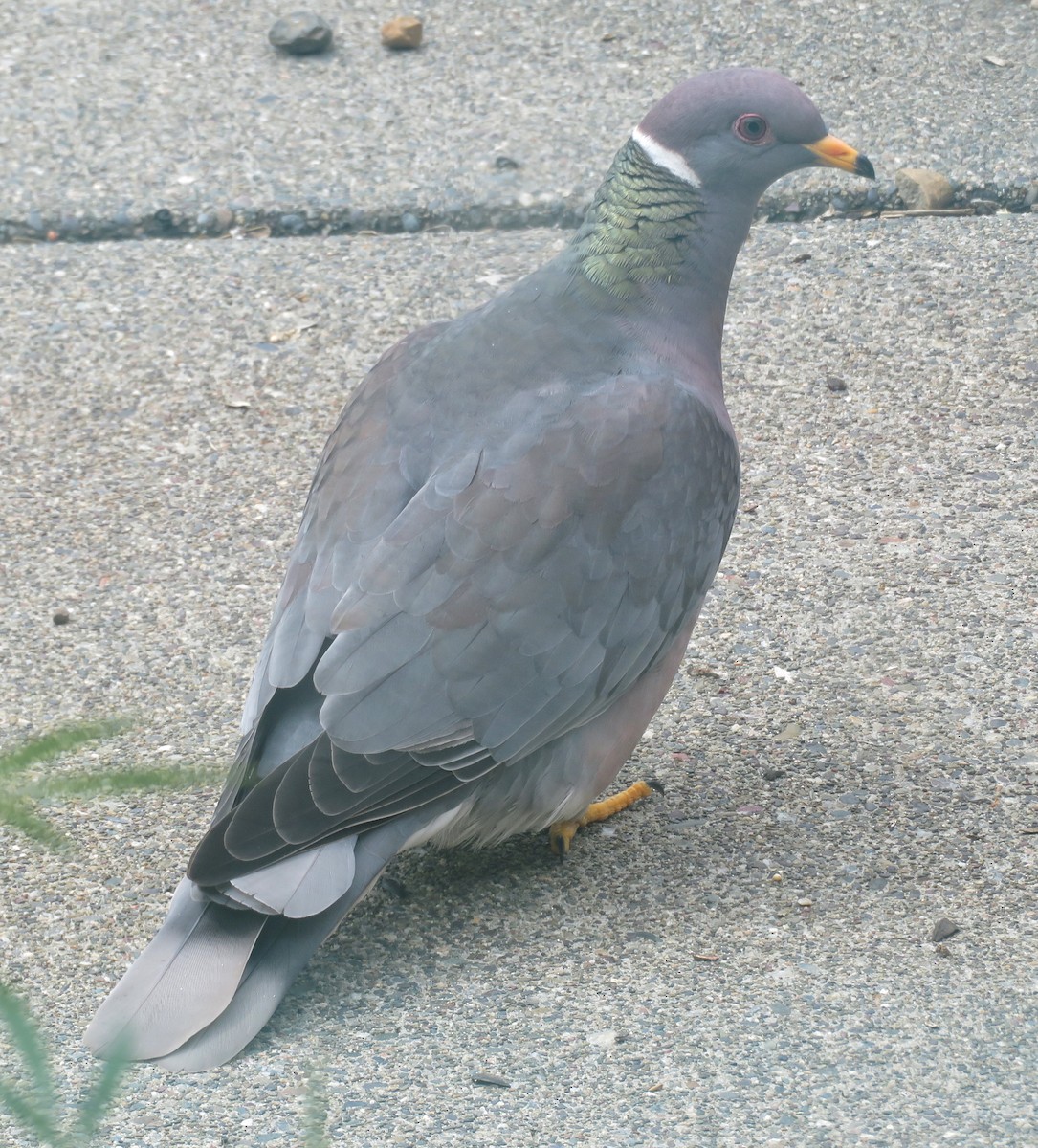 Band-tailed Pigeon - ML218787891