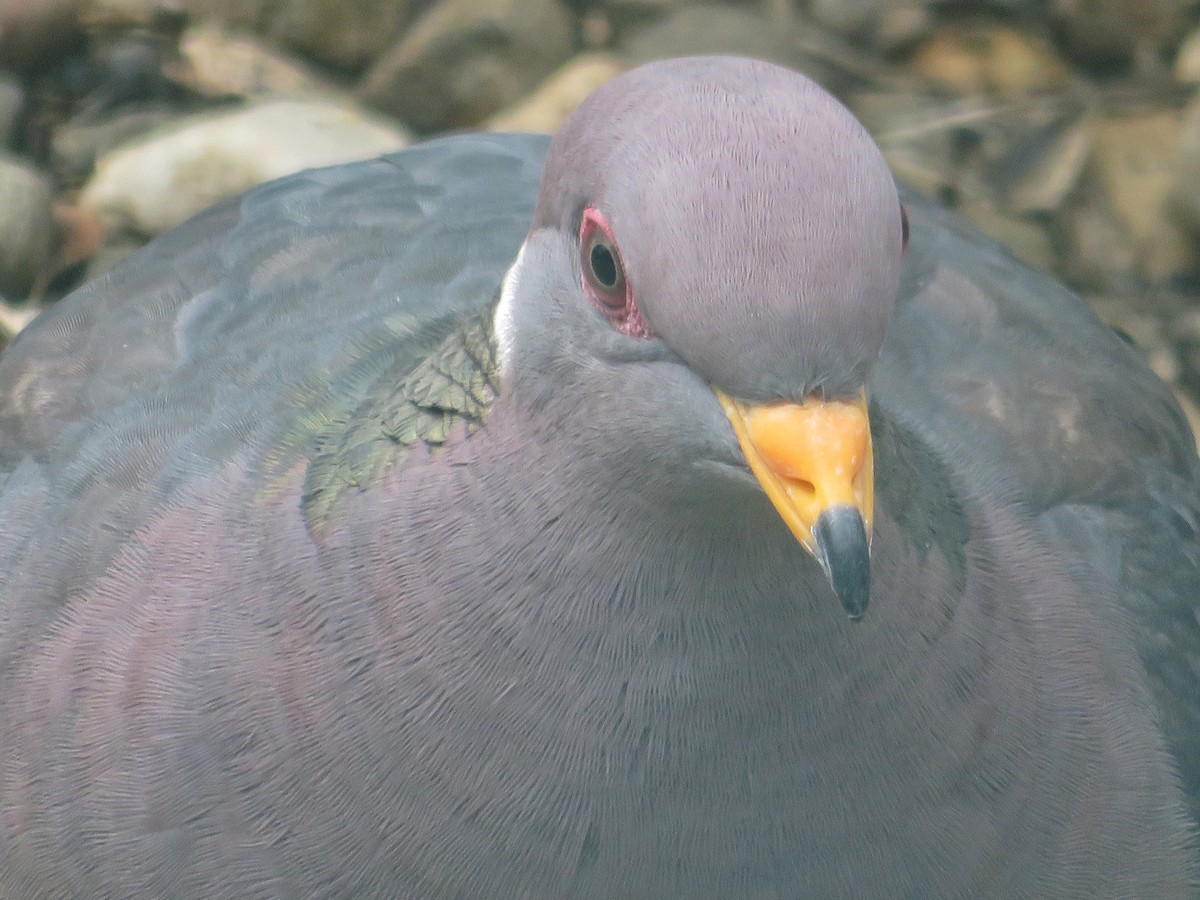 Band-tailed Pigeon - ML218787931