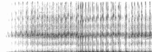 Striped Chorus Frog - ML218790