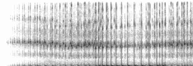 Striped Chorus Frog - ML218791